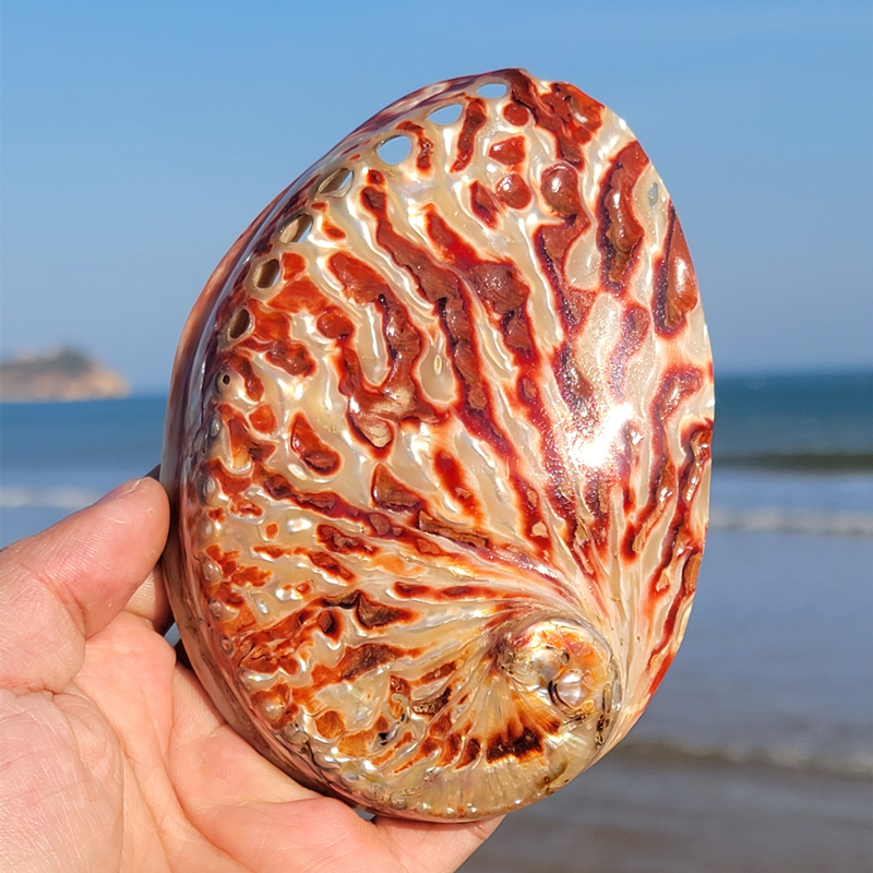 Home Decoration Red Pattern Ab - Aquarium Fish Cartoon のレビューと価格