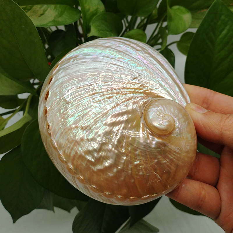 Home Decoration Red Pattern Ab - Aquarium Fish Cartoon のレビューと価格