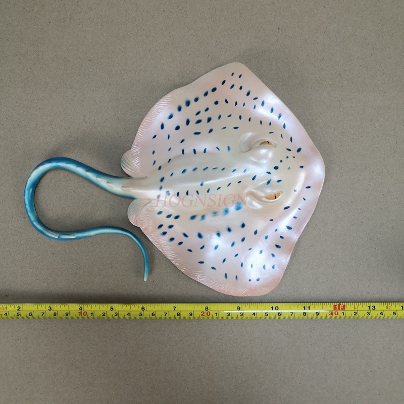 market children Carp Devil Fis - Aquarium Fish Market のレビューと価格
