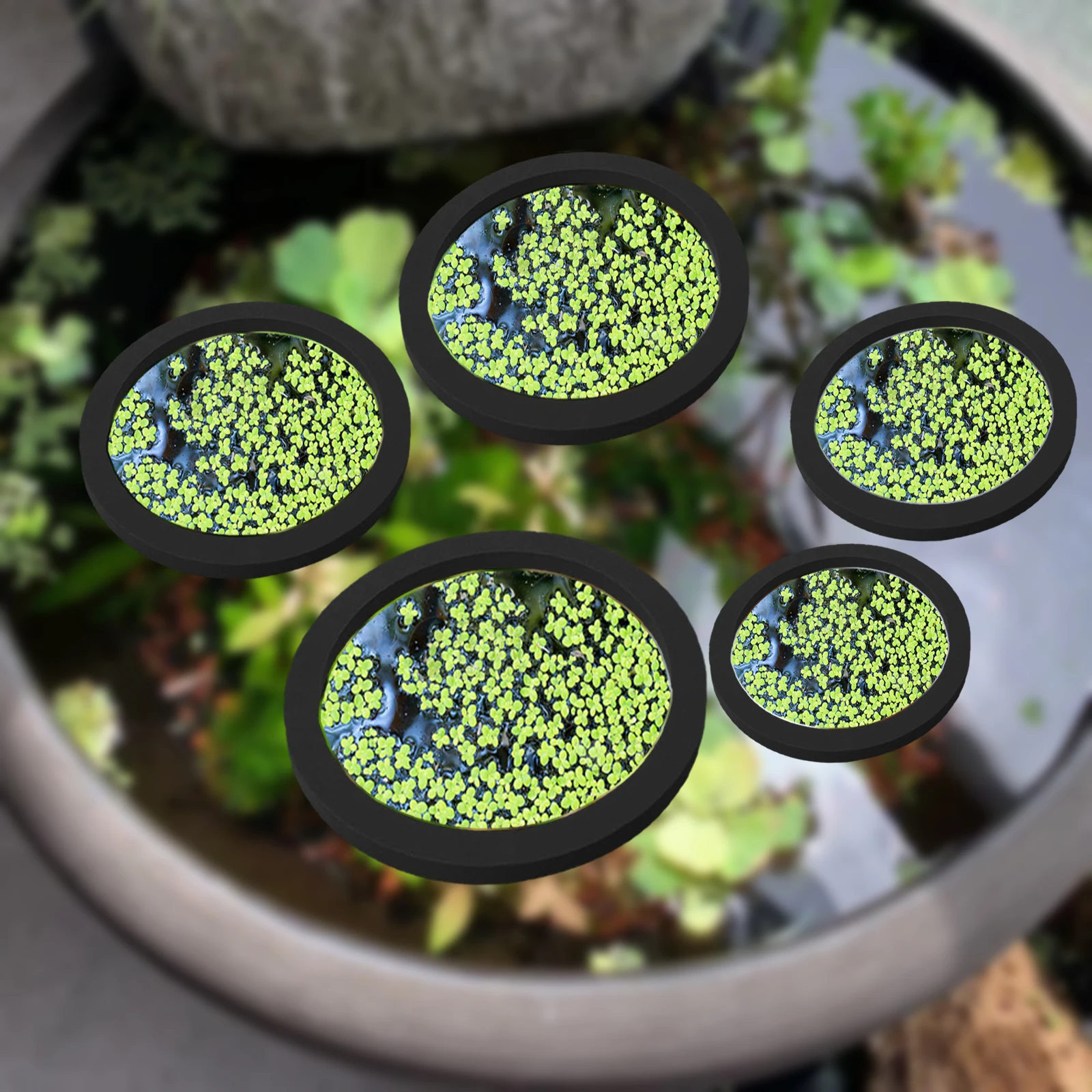 5Pcs EVA Fish Feeding Ring Aqu - Aquarium Fish House のレビューと価格