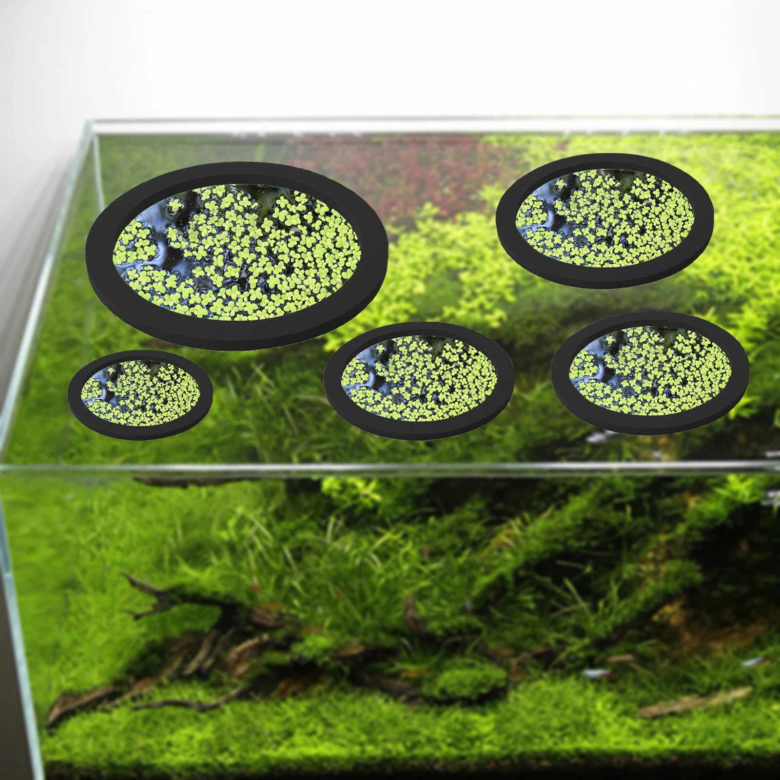 5Pcs EVA Fish Feeding Ring Aqu - Aquarium Fish House のレビューと価格