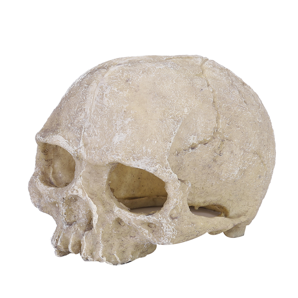 Resin Simulated Head Bone Skul - Aquarium Fish Hide のレビューと価格