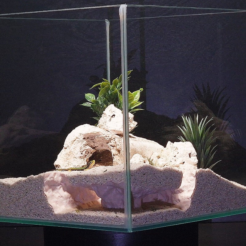 3DPrinted Fish Tank Tunnel She - Aquarium Fish Hide のレビューと価格