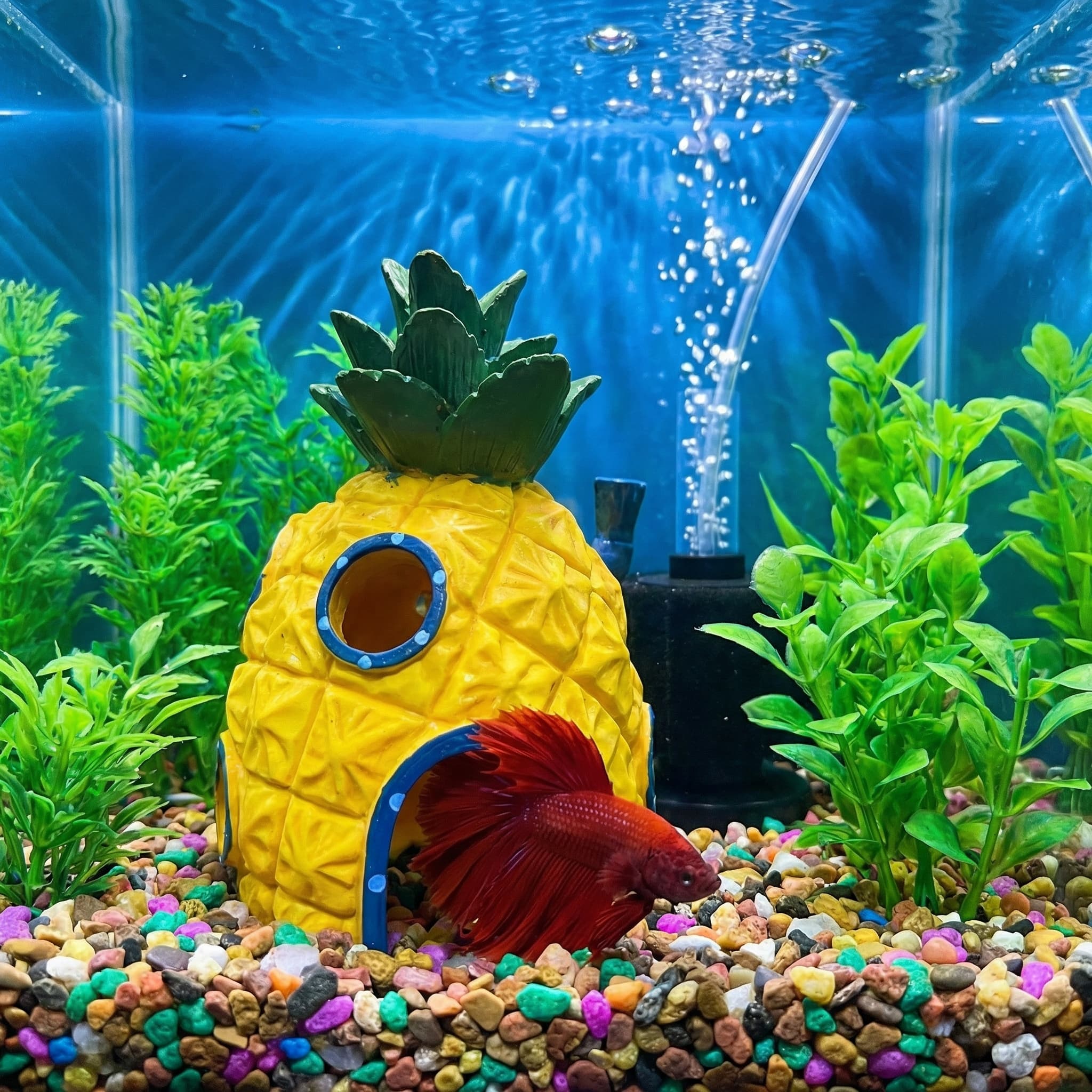 Pineapple House Aquarium Decor - Aquarium Fish Hide のレビューと価格