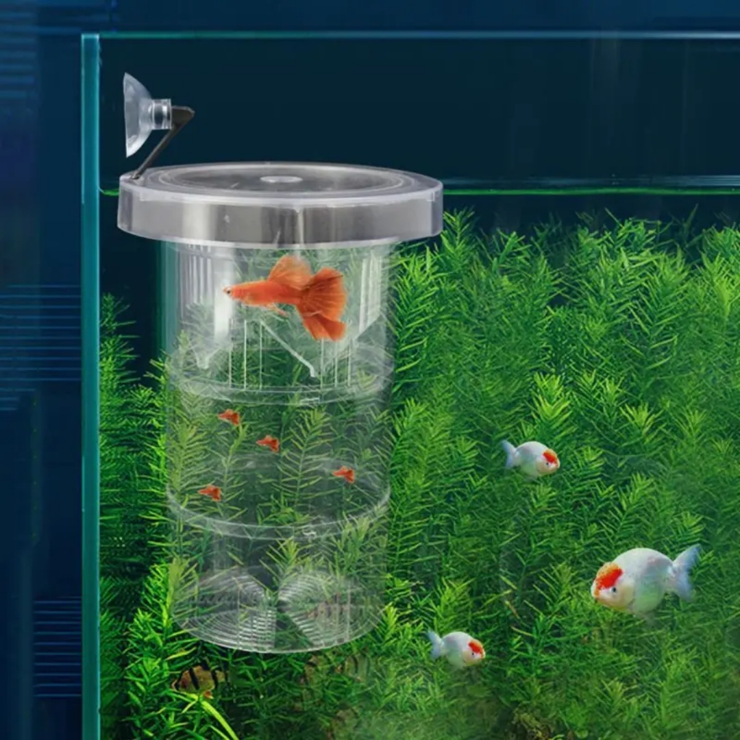 Acrylic Floating Fish Breeding - Aquarium Fish Auto Feeder のレビューと価格